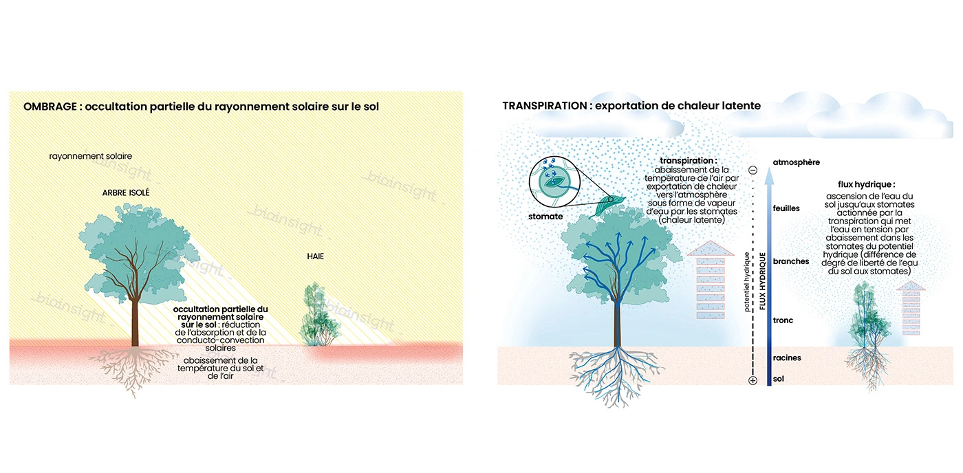 Effets thermiques des arbres isolés et des haies : ombrage et transpiration : abaissement de la température du sol et de l’air