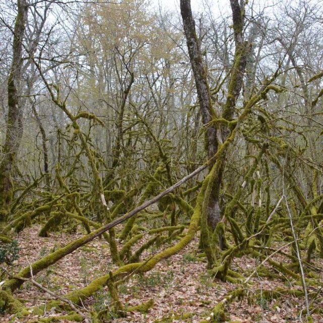 Forêt présumée ancienne à biodiversité à la Talliat 